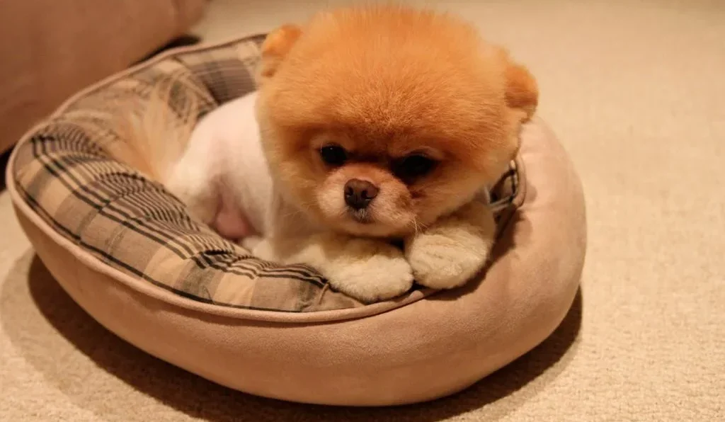 15 curiosidades sobre Boo: o cachorro mais fofo do mundo