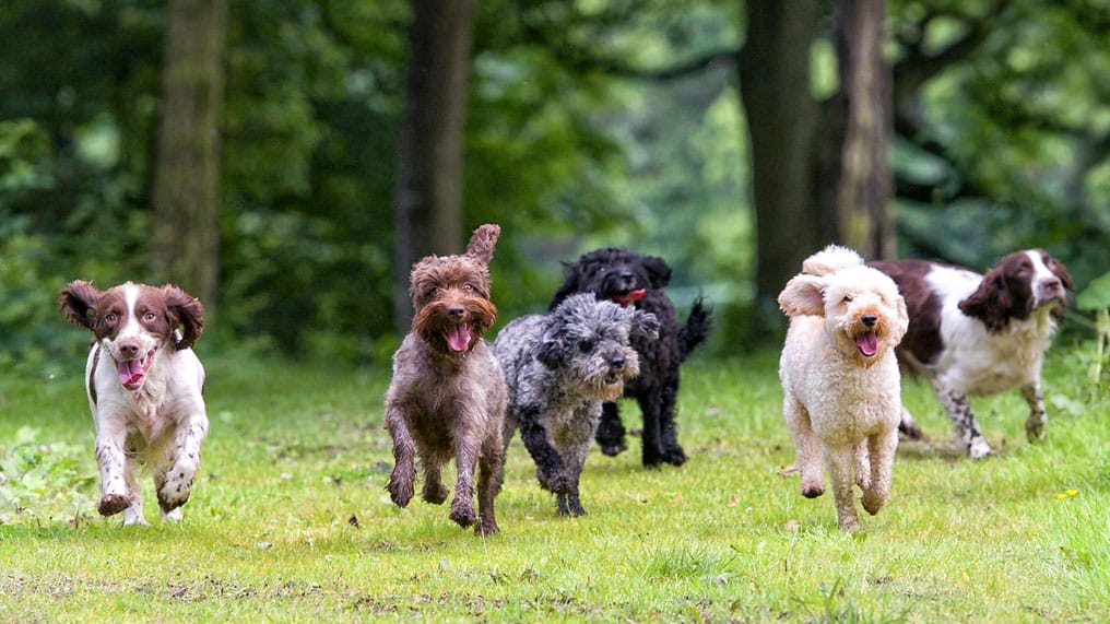 20 raças de cachorros mais inteligentes do mundo