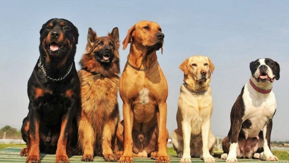 25 raças de cachorro grande mais buscadas