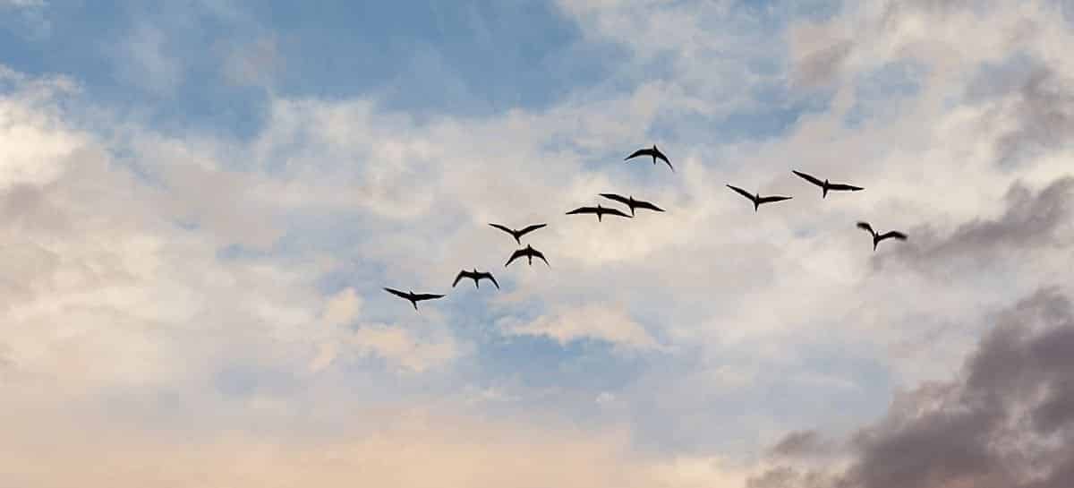 Centenas de pássaros caem juntos do céu no México e vários morrem