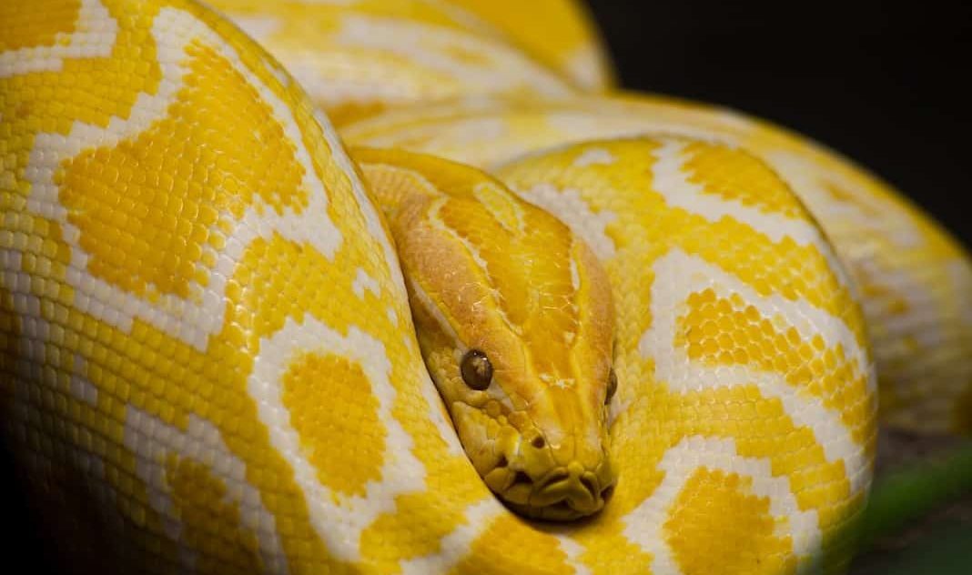 Cobra píton amarela é venenosa? Curiosidades e tudo sobre a espécie