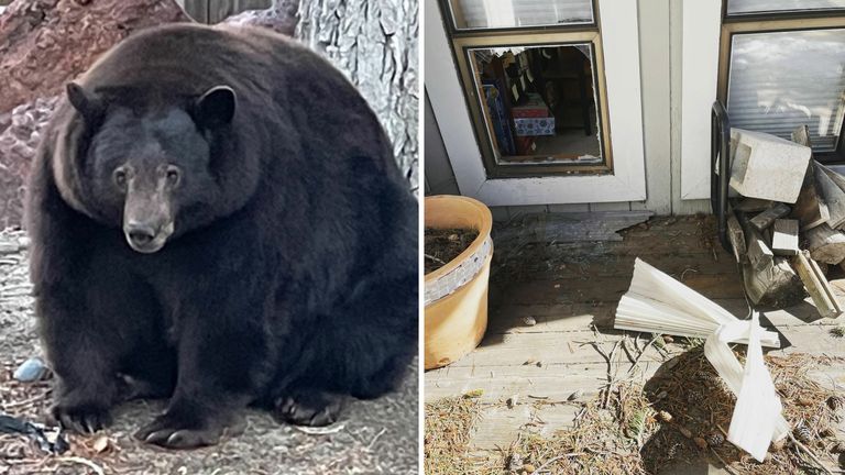 Urso gigante ataca na Califórnia