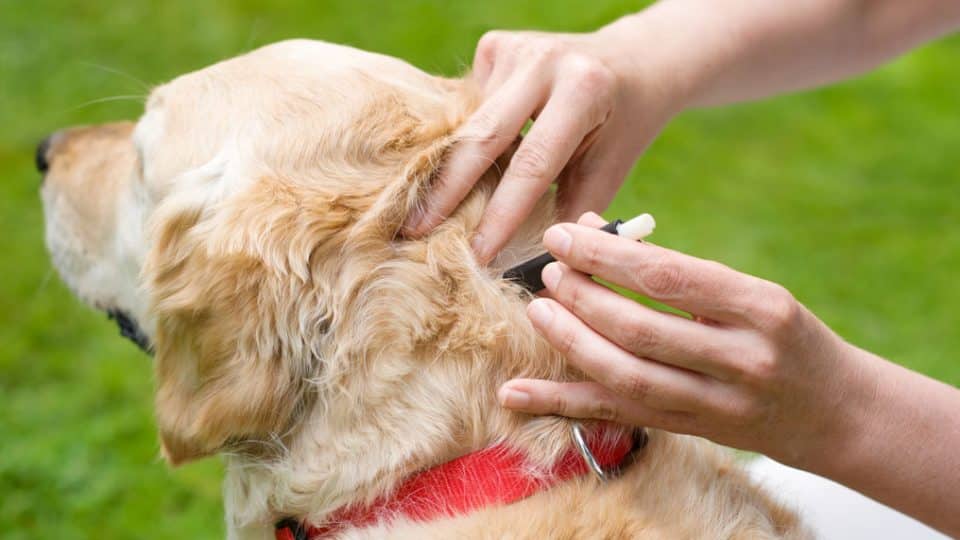 Como tirar carrapato de cachorro? 10 dicas
