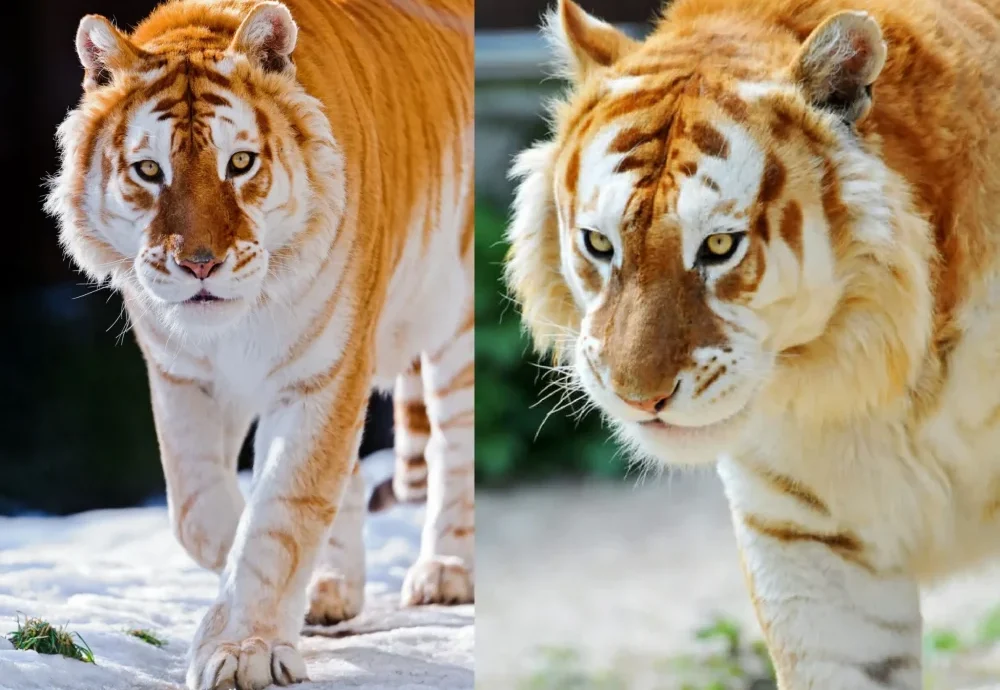Tigre-dourado é uma das variações de cores mais raras entre felinos