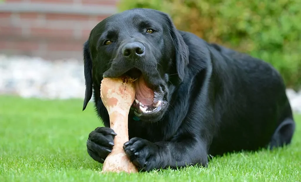 Cachorro pode comer osso? Descubra quais são os perigos!