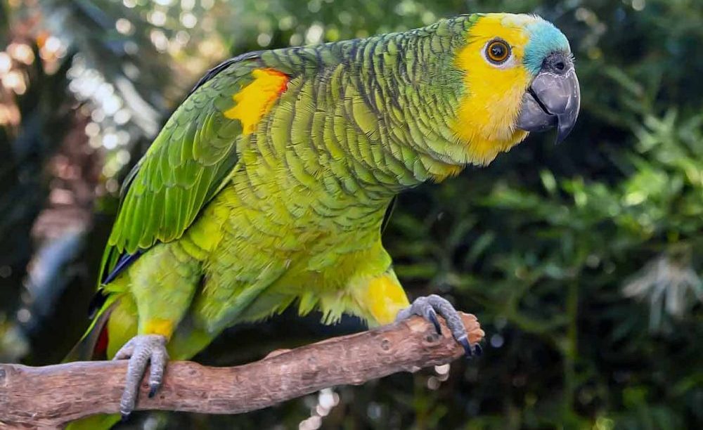 Conheça o papagaio-verdadeiro, um dos animais mais traficados no Brasil