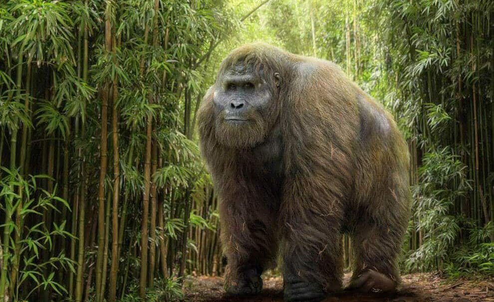 Estudos revelam segredos do maior macaco que já existiu, com 3 m de altura e 600 kg