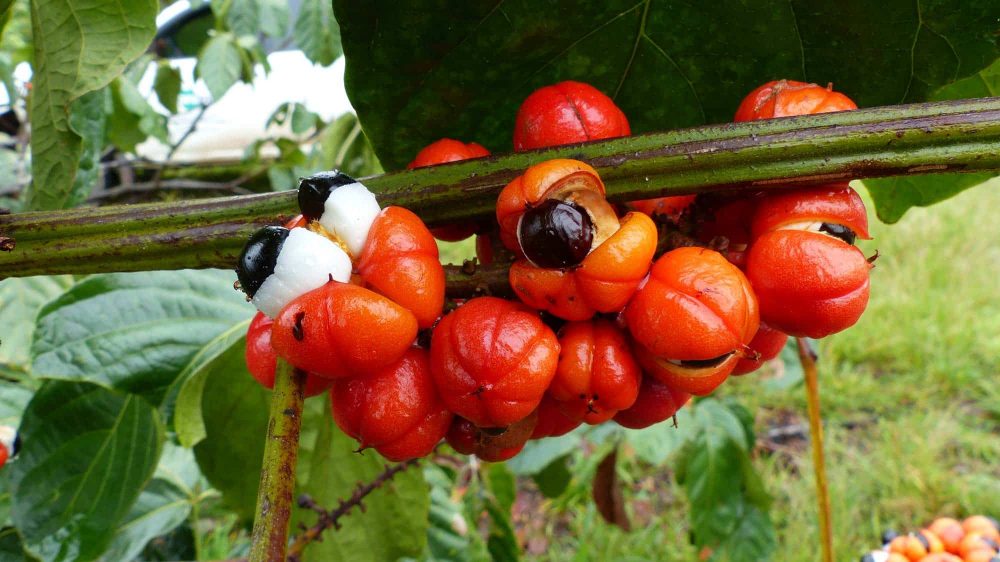 Guaraná: como é o cultivo, a utilização e os benefícios do fruto para a saúde
