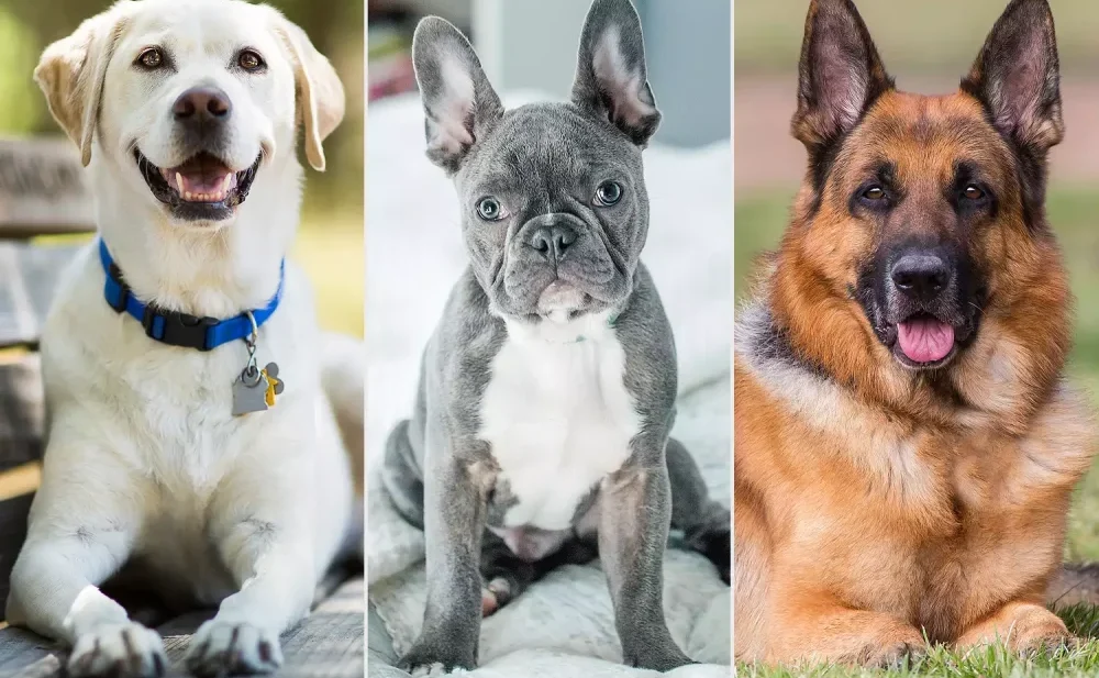 Raças de Cachorros Dóceis: 15 raças incríveis, para se apaixonar