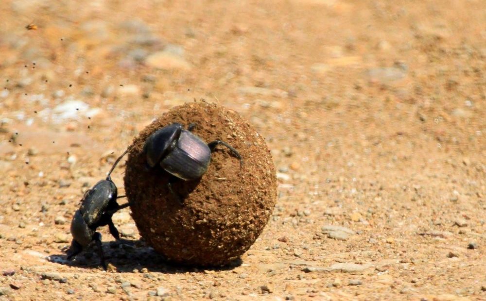 Besouro rola-bosta: TUDO sobre os insetos que guiam bolas de cocô
