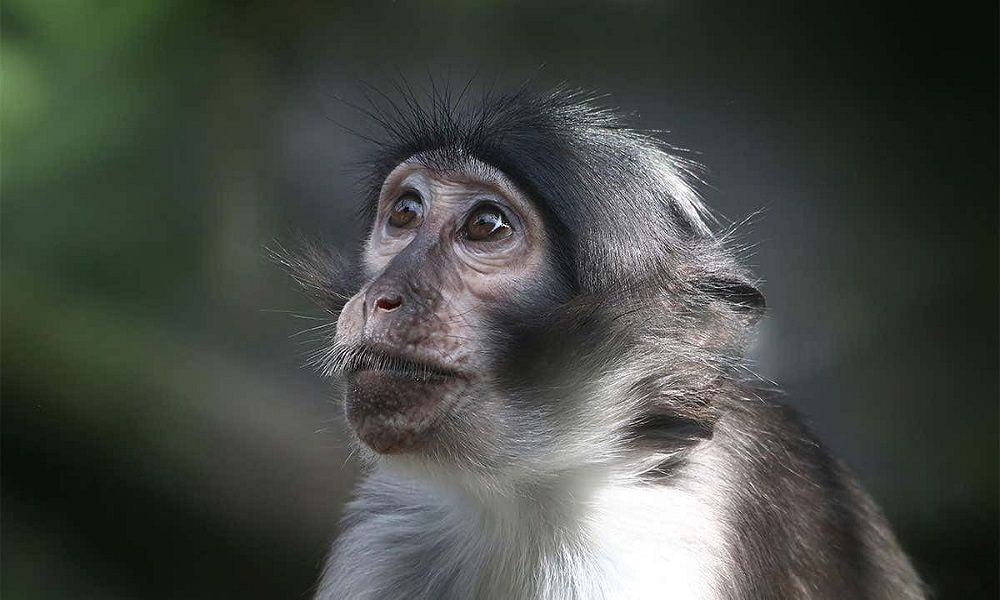 Varíola do macaco: saiba o que é a doença, os sintomas e por que afeta humanos