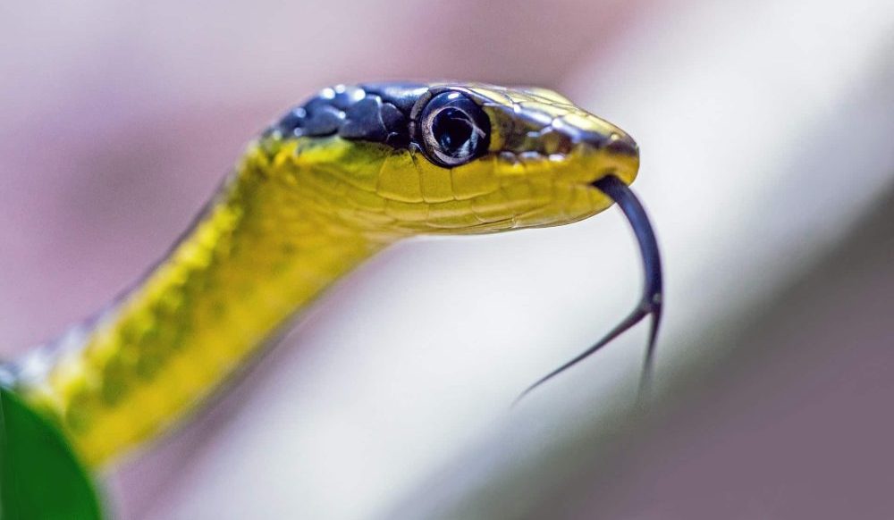 Descubra 10 fatos legais sobre as cobras