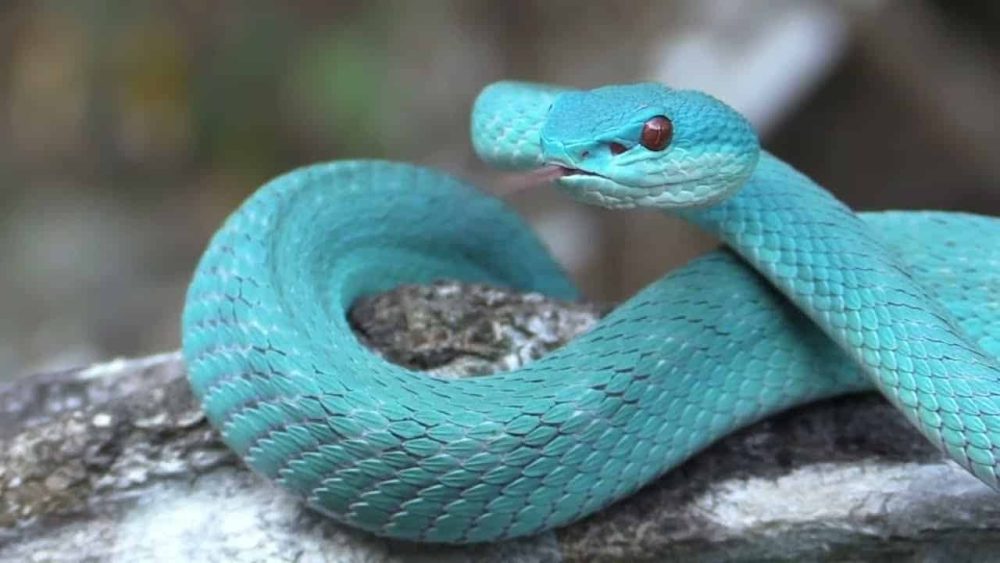 Víbora azul, extremamente bonita e rara