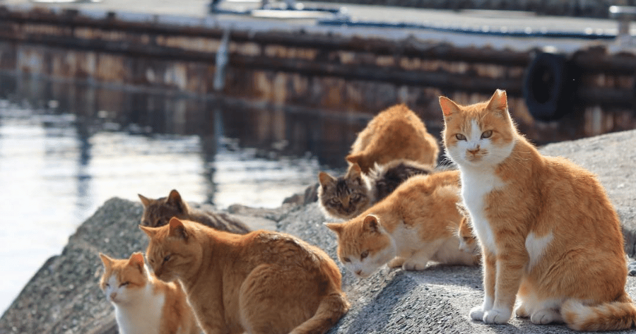 Aoshima: conheça a ilha japonesa que tem mais gatos do que pessoas