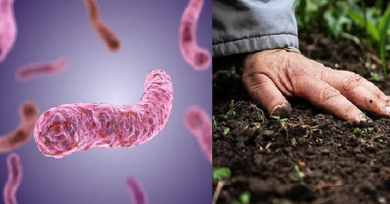 Melioidose: como é a doença causada por bactéria encontrada nos EUA?