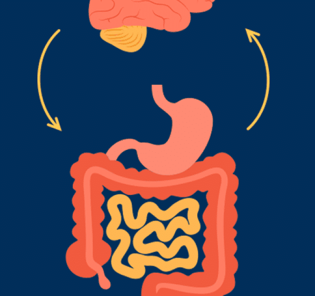 Por que o intestino é considerado o segundo cérebro? Entenda!
