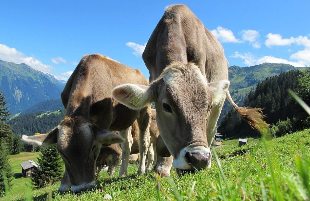 20 curiosidades incríveis sobre as vacas que você precisa saber