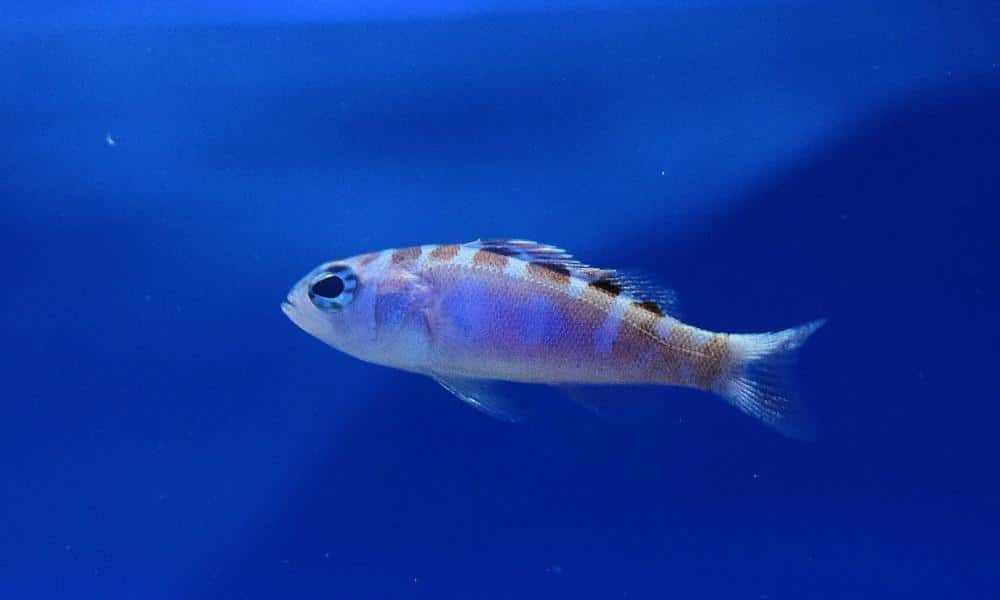 Serranus tortugarum: o peixe que troca de gênero todos os dias