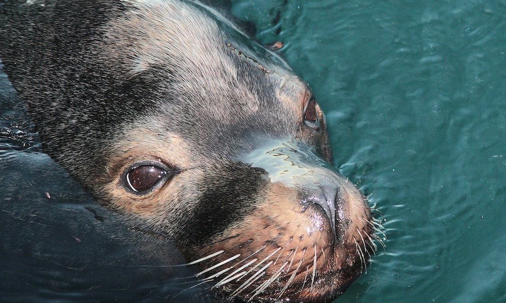 12 fatos curiosos e adoráveis sobre as focas que você não sabia