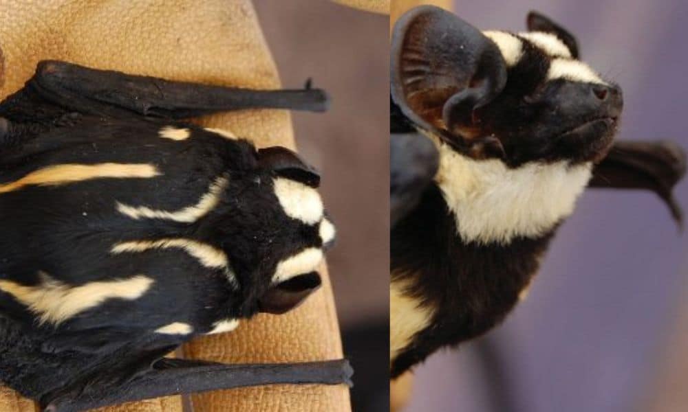 Morcego-panda: um animal raro com cores incomuns