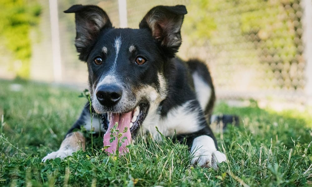 14 comportamentos comuns dos cachorros e seus significados 