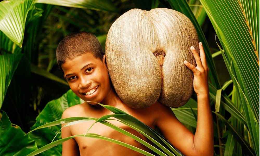 Coco-do-mar: conheça essa curiosa e rara semente