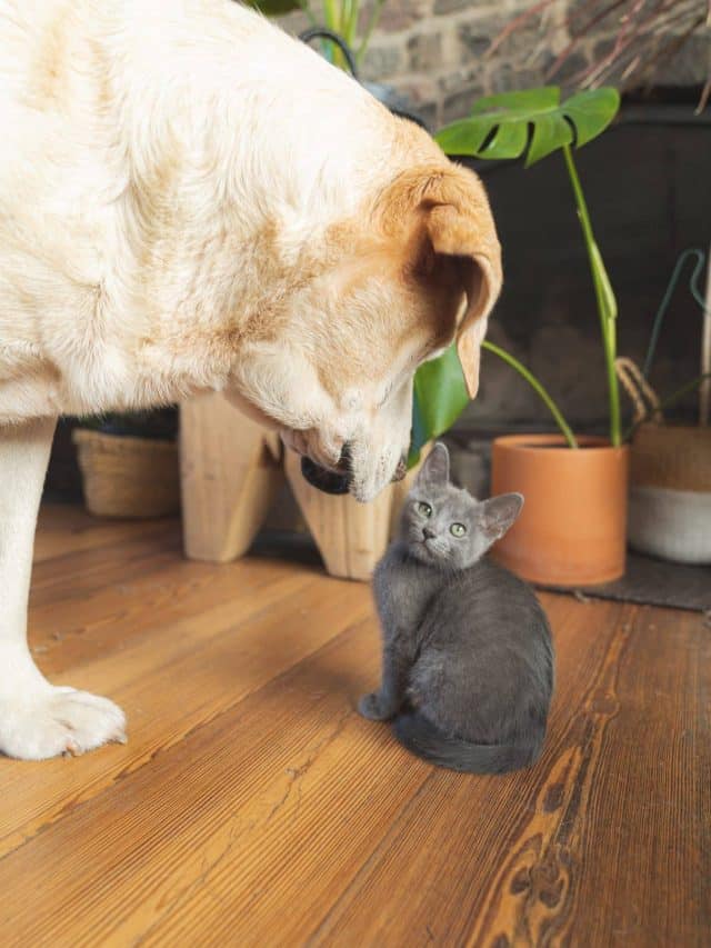Conheça um pouco sobre os comportamentos de gatos e cachorros