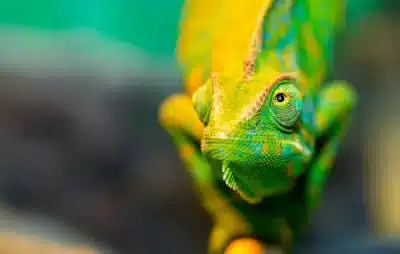 24 animais que mudam de cor e como fazem isso