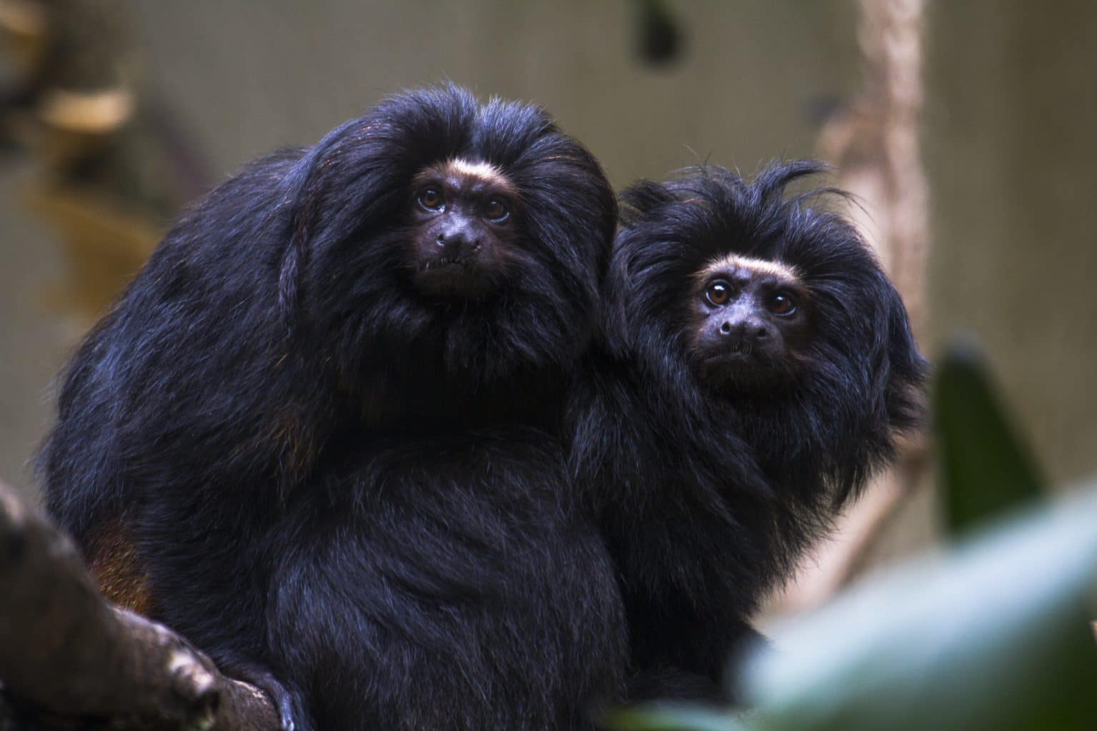 Mico leão dourado: 9 fatos e curiosidades sobre o animal